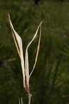 Michaux's milkweed